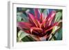 Red and green Bromeliad, USA-Lisa Engelbrecht-Framed Photographic Print