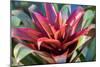 Red and green Bromeliad, USA-Lisa Engelbrecht-Mounted Photographic Print
