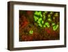 Red and Green Fluorescence in Stony Corals, Palau, Micronesia, Rock Islands-Stuart Westmorland-Framed Photographic Print