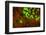 Red and Green Fluorescence in Stony Corals, Palau, Micronesia, Rock Islands-Stuart Westmorland-Framed Photographic Print