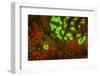 Red and Green Fluorescence in Stony Corals, Palau, Micronesia, Rock Islands-Stuart Westmorland-Framed Photographic Print