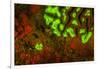 Red and Green Fluorescence in Stony Corals, Palau, Micronesia, Rock Islands-Stuart Westmorland-Framed Photographic Print