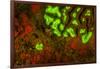 Red and Green Fluorescence in Stony Corals, Palau, Micronesia, Rock Islands-Stuart Westmorland-Framed Photographic Print