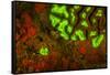 Red and Green Fluorescence in Stony Corals, Palau, Micronesia, Rock Islands-Stuart Westmorland-Framed Stretched Canvas