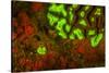 Red and Green Fluorescence in Stony Corals, Palau, Micronesia, Rock Islands-Stuart Westmorland-Stretched Canvas