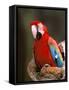 Red and Green Macaw, Amazon, Ecuador-Pete Oxford-Framed Stretched Canvas