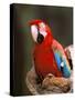 Red and Green Macaw, Amazon, Ecuador-Pete Oxford-Stretched Canvas