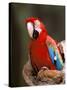 Red and Green Macaw, Amazon, Ecuador-Pete Oxford-Stretched Canvas