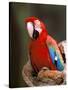 Red and Green Macaw, Amazon, Ecuador-Pete Oxford-Stretched Canvas