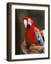 Red and Green Macaw, Amazon, Ecuador-Pete Oxford-Framed Photographic Print