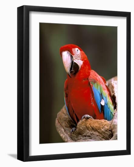 Red and Green Macaw, Amazon, Ecuador-Pete Oxford-Framed Photographic Print