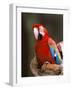 Red and Green Macaw, Amazon, Ecuador-Pete Oxford-Framed Photographic Print