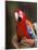 Red and Green Macaw, Amazon, Ecuador-Pete Oxford-Mounted Photographic Print