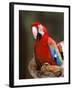 Red and Green Macaw, Amazon, Ecuador-Pete Oxford-Framed Photographic Print