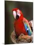 Red and Green Macaw, Amazon, Ecuador-Pete Oxford-Mounted Photographic Print