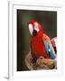Red and Green Macaw, Amazon, Ecuador-Pete Oxford-Framed Photographic Print