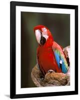 Red and Green Macaw, Amazon, Ecuador-Pete Oxford-Framed Photographic Print