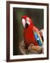 Red and Green Macaw, Amazon, Ecuador-Pete Oxford-Framed Photographic Print