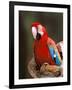 Red and Green Macaw, Amazon, Ecuador-Pete Oxford-Framed Photographic Print