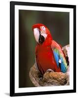 Red and Green Macaw, Amazon, Ecuador-Pete Oxford-Framed Photographic Print