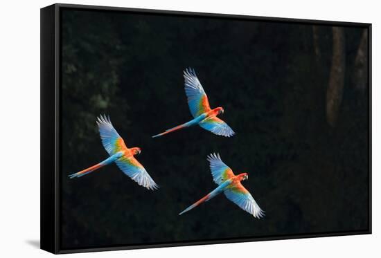 Red-And-Green Macaw (Ara Chloropterus) Group of Three in Flight, Pantanal, Brazil. August-Wim van den Heever-Framed Stretched Canvas