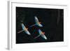 Red-And-Green Macaw (Ara Chloropterus) Group of Three in Flight, Pantanal, Brazil. August-Wim van den Heever-Framed Photographic Print