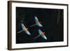 Red-And-Green Macaw (Ara Chloropterus) Group of Three in Flight, Pantanal, Brazil. August-Wim van den Heever-Framed Photographic Print