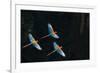 Red-And-Green Macaw (Ara Chloropterus) Group of Three in Flight, Pantanal, Brazil. August-Wim van den Heever-Framed Photographic Print