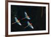 Red-And-Green Macaw (Ara Chloropterus) Group of Three in Flight, Pantanal, Brazil. August-Wim van den Heever-Framed Photographic Print