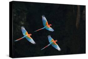 Red-And-Green Macaw (Ara Chloropterus) Group of Three in Flight, Pantanal, Brazil. August-Wim van den Heever-Stretched Canvas