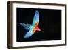 Red-And-Green Macaw (Ara Chloropterus) in Flight, Pantanal, Brazil. August-Wim van den Heever-Framed Photographic Print