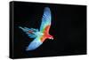 Red-And-Green Macaw (Ara Chloropterus) in Flight, Pantanal, Brazil. August-Wim van den Heever-Framed Stretched Canvas
