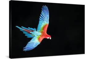 Red-And-Green Macaw (Ara Chloropterus) in Flight, Pantanal, Brazil. August-Wim van den Heever-Stretched Canvas