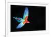Red-And-Green Macaw (Ara Chloropterus) in Flight, Pantanal, Brazil. August-Wim van den Heever-Framed Photographic Print