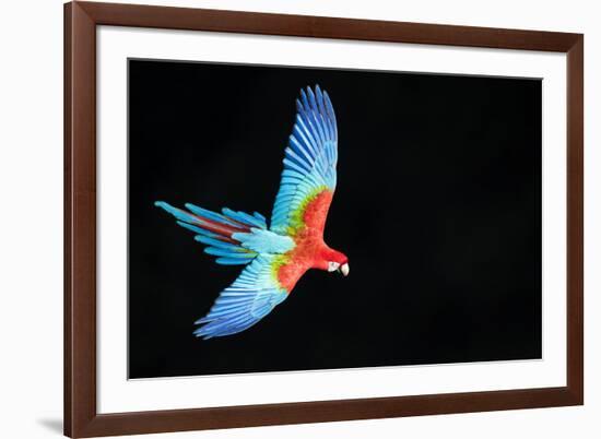 Red-And-Green Macaw (Ara Chloropterus) in Flight, Pantanal, Brazil. August-Wim van den Heever-Framed Photographic Print