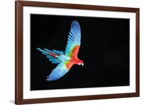 Red-And-Green Macaw (Ara Chloropterus) in Flight, Pantanal, Brazil. August-Wim van den Heever-Framed Photographic Print