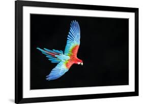 Red-And-Green Macaw (Ara Chloropterus) in Flight, Pantanal, Brazil. August-Wim van den Heever-Framed Photographic Print