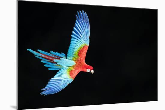 Red-And-Green Macaw (Ara Chloropterus) in Flight, Pantanal, Brazil. August-Wim van den Heever-Mounted Photographic Print