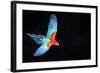 Red-And-Green Macaw (Ara Chloropterus) in Flight, Pantanal, Brazil. August-Wim van den Heever-Framed Photographic Print