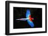 Red and green macaw (Ara chloropterus) in flight , Pantanal, Brazil-Panoramic Images-Framed Photographic Print