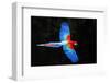 Red and green macaw (Ara chloropterus) in flight , Pantanal, Brazil-Panoramic Images-Framed Photographic Print
