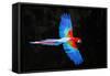 Red and green macaw (Ara chloropterus) in flight , Pantanal, Brazil-Panoramic Images-Framed Stretched Canvas