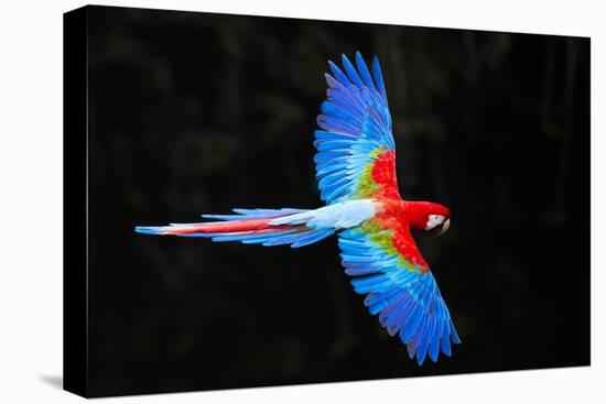 Red and green macaw (Ara chloropterus) in flight , Pantanal, Brazil-Panoramic Images-Stretched Canvas