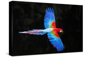 Red and green macaw (Ara chloropterus) in flight , Pantanal, Brazil-Panoramic Images-Stretched Canvas