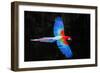 Red and green macaw (Ara chloropterus) in flight , Pantanal, Brazil-Panoramic Images-Framed Photographic Print