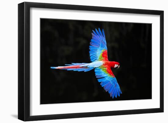 Red and green macaw (Ara chloropterus) in flight , Pantanal, Brazil-Panoramic Images-Framed Photographic Print