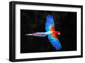 Red and green macaw (Ara chloropterus) in flight , Pantanal, Brazil-Panoramic Images-Framed Photographic Print