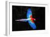 Red and green macaw (Ara chloropterus) in flight , Pantanal, Brazil-Panoramic Images-Framed Photographic Print