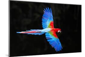Red and green macaw (Ara chloropterus) in flight , Pantanal, Brazil-Panoramic Images-Mounted Photographic Print