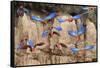 Red-and-green macaw flock flying, Amazonia, Peru-Nick Garbutt-Framed Stretched Canvas